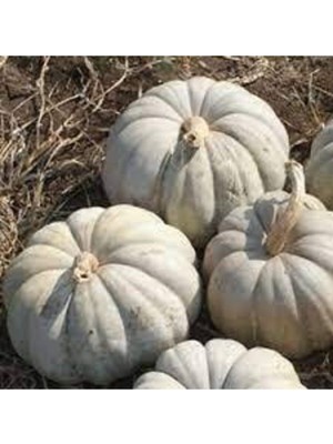 Tohumcumm 15 Adet Tohum Meşhur Kestane Kabağı Tohumu Kabak Tohumu Sürpriz Hediye Tohum