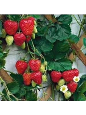 Tohumcumm 100 Adet Tohum İthal Organik Erkenci Çilek Tohumu Sürpriz Hediye Tohum