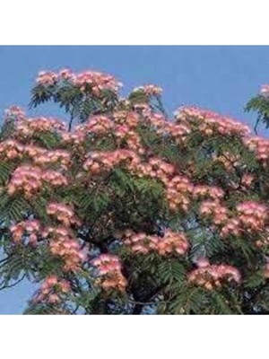 Tohumcumm 10 Adet Tohum Gülibrişim Ağacı Tohum Gülibrişim Tohum Sürpriz Hediye Bonsai Ağacı Tohumla