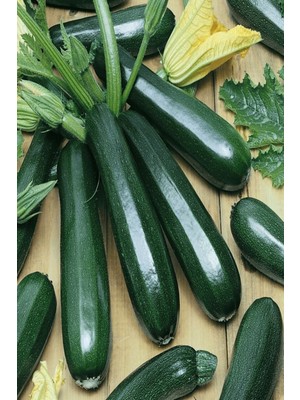 Tohumcumm 30 Adet Tohum Eko Paket Kara Kolsuz Kabak Tohumu Lezzetli Kabak Sürpriz Hediye Tohumludur