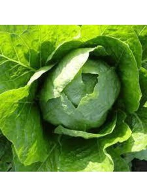 Tohumcumm 100 Adet Tohum Organik Yedikule Marul Tohumu Yedikule Marulu Göbekli Marul Sürpriz Hediye Tohum