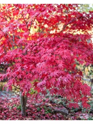 Tohumcumm 15 Adet Tohum Kırmızı Japon Red Mople Ağaç Tohumu Sürpriz Hediye Tohumludur