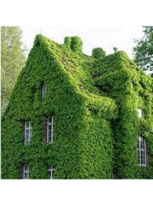 Tohumcumm 150 Adet Tohum Japon Sarmaşık Tohumu Japon Sarmaşığı Tohumu Japon Sarmaşık Sürpriz Hediye Tohum