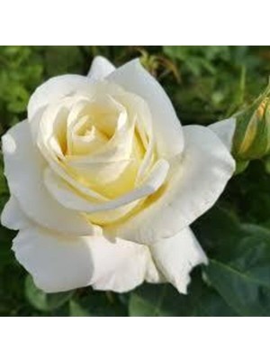 Tohumcumm 10 Adet Tohum Nadir Beyaz Gül Tohumu Organik Bahçe Gülü