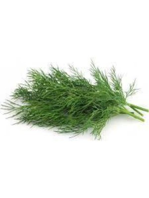 Tohumcumm 50 Adet Tohum Nadir Dereotu Tohumu Dere Otu Tohumu Sürpriz Hediye Sebze Tohumu Saksı Toprak