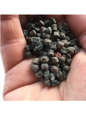 Tohumcumm 20 Adet Tohum Çok Nadir Bulunan Siyah Nohut Tohumu Faydası Saymakla Bitmez Kara Nohut Sürpriz Hediye