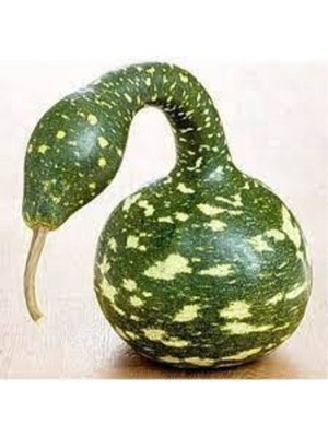 Tohumcumm 10 Adet Tohum Nadir Bulunan Kuğu Su Kabağı Tohumu Kuğu Kabak Tohumu Sürpriz Hediye Tohumludur