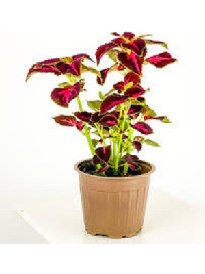 Tohumcumm 30 Adet Tohum Nadir Yaprağı Güzel Çiçeği Tohumu Güzel Yapraklı Saksı Toprak Sürpriz Hediye Tohum