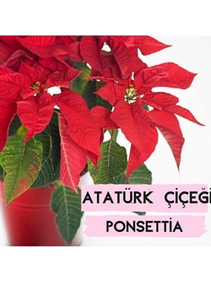 Tohumcumm 10 Adet Tohum Nadir Kırmızı Atatürk Çiçeği Tohum Kırmızı Atamızın Sevdiği Çiçek Tohumu Hediye Tohum