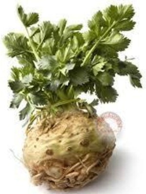 Tohumcumm 100 Adet Tohum  Kereviz Tohumu Kereviz Tohumları Sürpriz Hediye Tohumla Gönderilir