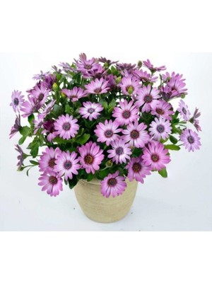 Tohumcumm 50 Adet Tohum Nadir Bulunan Bodrum Papatyası Çiçeği Bodrum Papatya Çiçek Tohumu Saksı Toprak Hediye