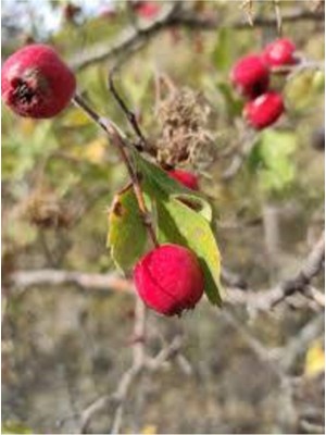 Tohumcumm 20 Adet Tohum Alıç Yabani Dağ Alıçı Her Derde Deva Alıç Tohumu Saksı Toprak Sürpriz Hediye Tohum
