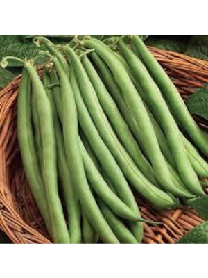 Tohumcumm 200 Adet Tohum Eko Paket Kılçıksız Simbo Fasulye Tohumu Nadir Fasülye Tohumu Sürpriz Hediye Tohumlu