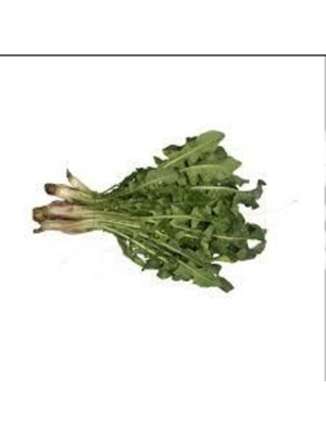 Tohumcumm 20 Adet Tohum Hindiba Hindibağı Radika Otu Doğal Dağ Hindiba Tohumu Sürpriz Hediye Tohumla Gönderili