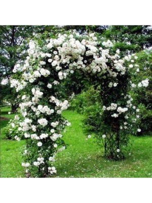 Tohumcumm 5 Adet Tohum Nadir Beyaz Sarmaşık Gül Tohumu Bahçe Gülü Organik Kaliteli Hediye Tohumludur