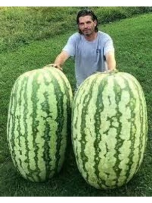 Tohumcumm 250 Adet Tohum Eko Paket Meşhur Diyarbakır Karpuzu Tohumu Karpuz Tohumu Sürpriz Hediye Tohum