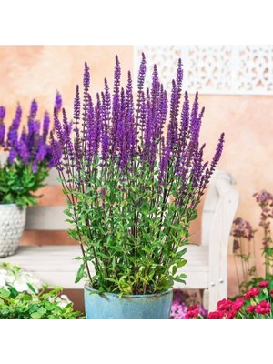 Tohumcumm Ada Çayı Çiçeği Tohumu Mor Adaçayı Tohumu 10 Adet Tohum