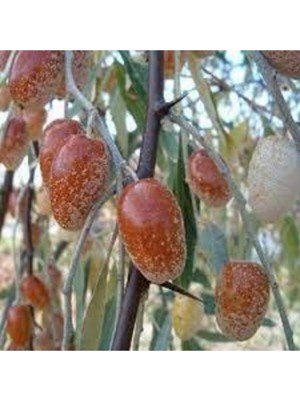 Tohumcumm 5 Adet Tohum İğde Ağacı Tohumu Mis Kokulu İğde Ağacı Sürpriz Bonzai Ağaç Tohumu Hediye