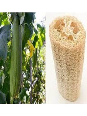 Tohumcumm 50 Adet Tohum Eko Paket Lif Kabak Tohumu Kabak Tohumu Lif Kabağı Tohumu Sürpriz Hediye Tohumlu