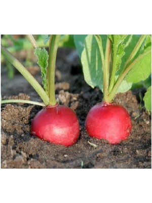 Tohumcumm 50 Adet Tohum Köy Tohumu Nadir İri Kırmızı Turp Tohumu Sürpriz Hediye Sebze Tohumu