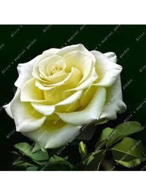 Tohumcumm 5 Adet Tohum Nadir Beyaz Gül Tohumu Organik Bahçe Gülü Saksı Toprak Hediyemiz