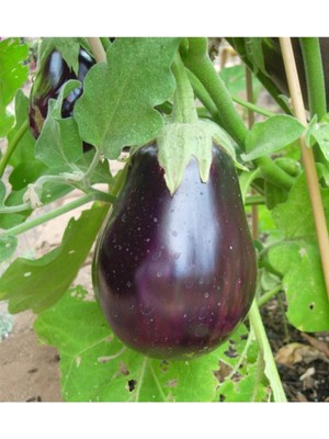 Tohumcumm Topak Patlıcan Tohumu Adana Patlıcan Tohumu 25 Tohum Saksı Toprak Sürpriz Hediye Tohum