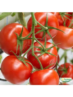 Tohumcumm 30 Adet Tohum İthal Sırık Domates Yerli Sürpriz Hediye Sebze Tohumu