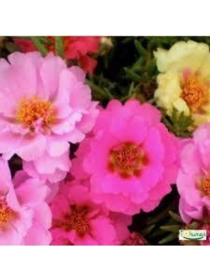 Tohumcumm 10 Adet Tohum Katmerli İpek Çiçeği Tohum İpek Çiçeği Tohumu Sürpriz Hediye Tohumla Gönderilir