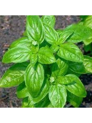 Tohumcumm 30 Adet Tohum Yeşil Yapraklı Fesleğen Çiçeği Mis Kokulu Fesleğen Çiçeği Sürpriz Hediye Tohumlu