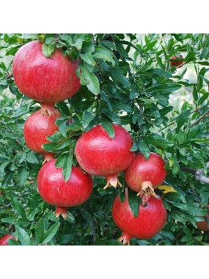 Tohumcumm 20 Adet Tohum Nar Ağacı Tohumu Kırmızı Nar Ağacı Tohumu Saksı Toprak Sürpriz Hediye Tohumludur