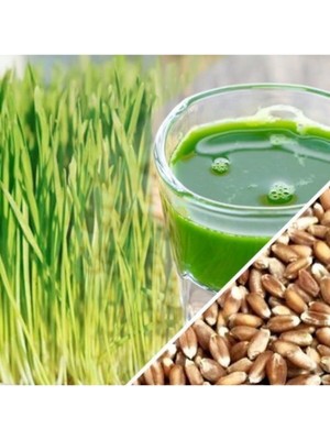 Tohumcumm 100 Adet Tohum Buğday Çimi Tohum Saksı Toprak Sürpriz Hediye Bonzai Ağacı Tohumludur