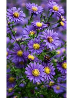 Tohumcumm 20 Adet Tohum Nadir Mor Saksılık Papatya Tohum Saksı Toprak Hediye Tohumludur