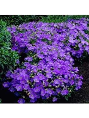 Tohumcumm Mor Renkli Çan Sarmaşığı Tohumu 5 Tohum Ekim Seti