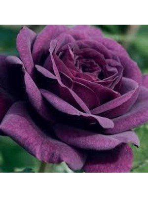 Tohumcumm 5 Adet Tohum Nadir Mor Gül Tohumu  Tohumlar Mor Güller Tohum Sürpriz Hediye Tohumludur