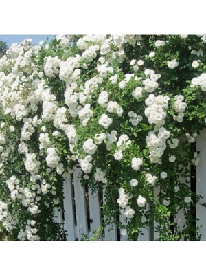 Tohumcumm Beyaz Sarmaşık Gül Tohumu Beyaz Gül Tohumu 5 Adet Tohum + Hediye Tohum