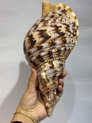 Gemsartdeco Trıaton Kabuk