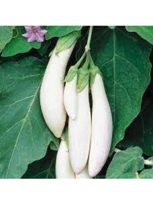 Tohumcumm 5 Adet Tohuım Nadir Beyaz Kemer Patlıcan Tohumu Kemer Patlıcan Tohumu Sürpriz Hediye Sebze Tohumlu