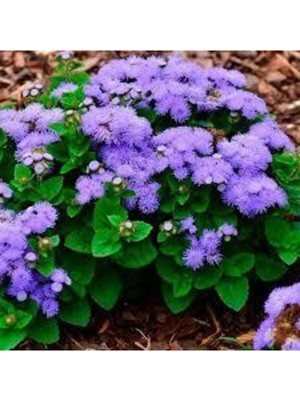 Tohumcumm 10 Adet Tohum Vapur Dumanı Çiçek Tohumu Vapur Dumanı Çiçeği Hediye Saksı Toprak Sürpriz Hediyelidir