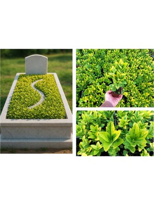 Tunç Botanik MEZAR - KABİR SARI BİTKİ SETİ - 45 ADET GOLD TAFLAN