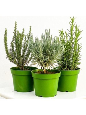 Isparta Gülü Lavanta Biberiye Kekik 3 Lü Set Aromatik Bitki Seti