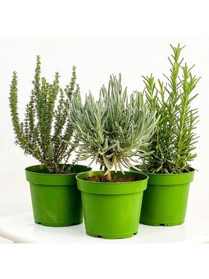 Isparta Gülü Bitki Seti Lavanta Biberiye Kekik 3 Lü Set 10-20 cm