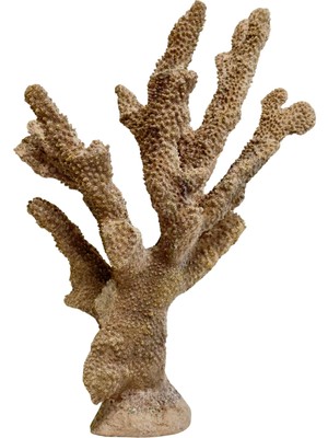 Lara Decor Gold Mercan Dekor