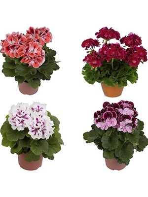 Isparta Gülü Şeker Pembe Sardunya Çiçeği Fidanı 10-20 cm