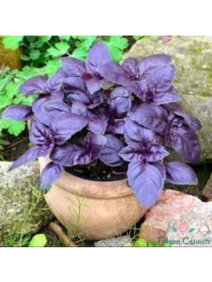 Tohumcumm 50 Adet Reyhan Çiçek Tohumu Geniş Yaprak Mis Kokulu Mor Reyhan Tohumu