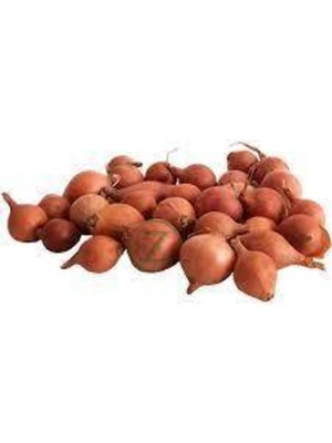 Tohumcumm 100 Adet Tohum Süper Paket Kıska Soğan Tohumu Soğan Kıskası Tohum Sürpriz Hediye Sebze Tohum