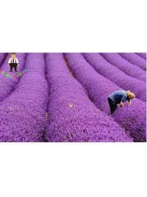 Tohumcumm Tohum Lavanta Çiçeği Tohum Mor Kokulu Ingiliz Saksı Toprak - 100 Adet