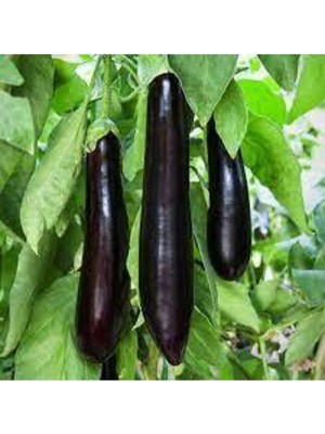 Tohumcumm 10 Adet Tohum Kemer Palıcan Tphumu Orjinal Yerli Tohum Kemer Patlıcanı Tohumu Sürpriz Hediye Tohumlu