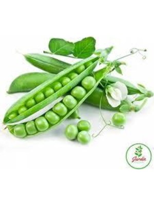 Tohumcumm 20 Adet Tohum Organik Orjinal Geleneksel Bezelye Tohumu Sürpriz Hediye Sebze Tohumu