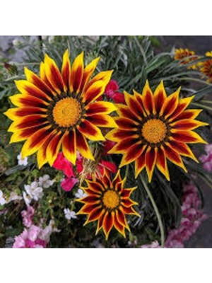 Tohumcumm 20 Adet Tohum Nadir Bulunan Koyun Gözü Çiçeği Koyun Gözlü Çiçek Tohumu Sürpriz Hediye Yeni Sezon