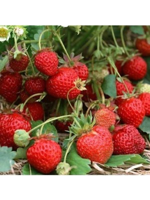 Tohumcumm 30 Adet Tohum Orjinal Organik Çilek Tohumu Doğal Çilek Tohumu Saksı Toprak Hediyeli Sürpriz Hediye